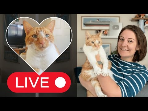 In Memory of Hudson & Cruise Chat LIVE